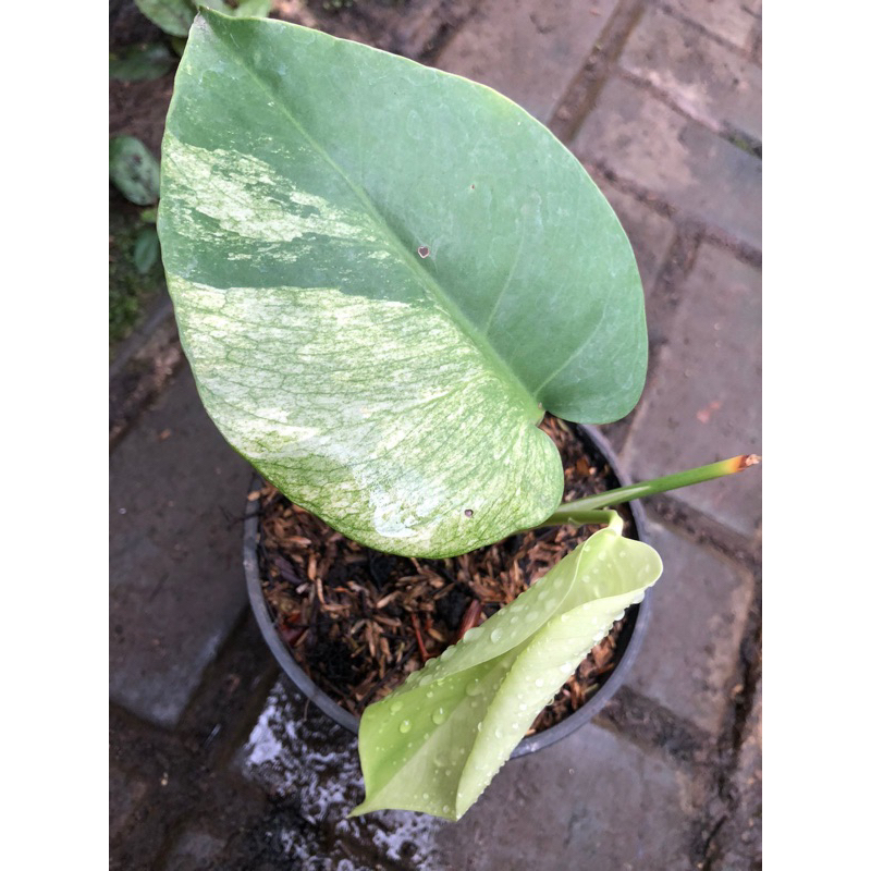 monstera jungle mint