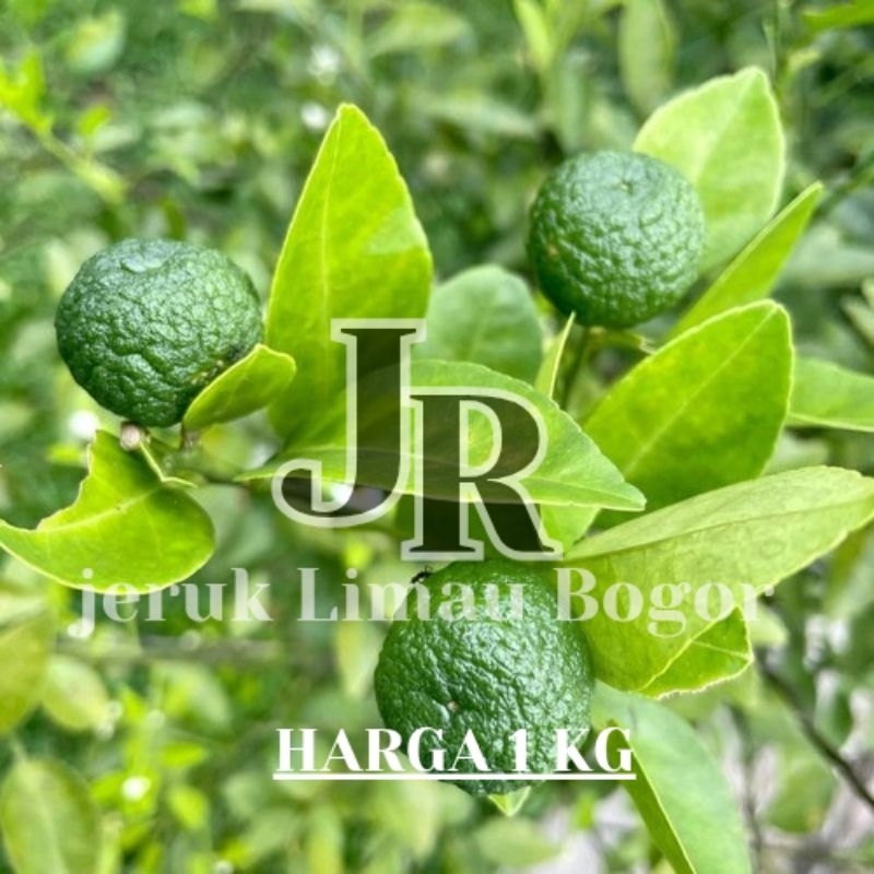 

jeruk limau harga 1kg