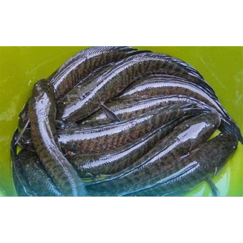 

Ikan Gabus 1kg