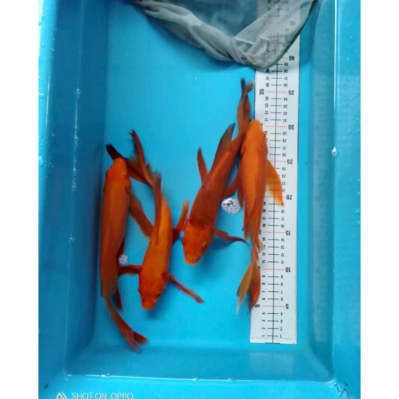 

koi chagoi berkualitas grade A+ size 25-30cm