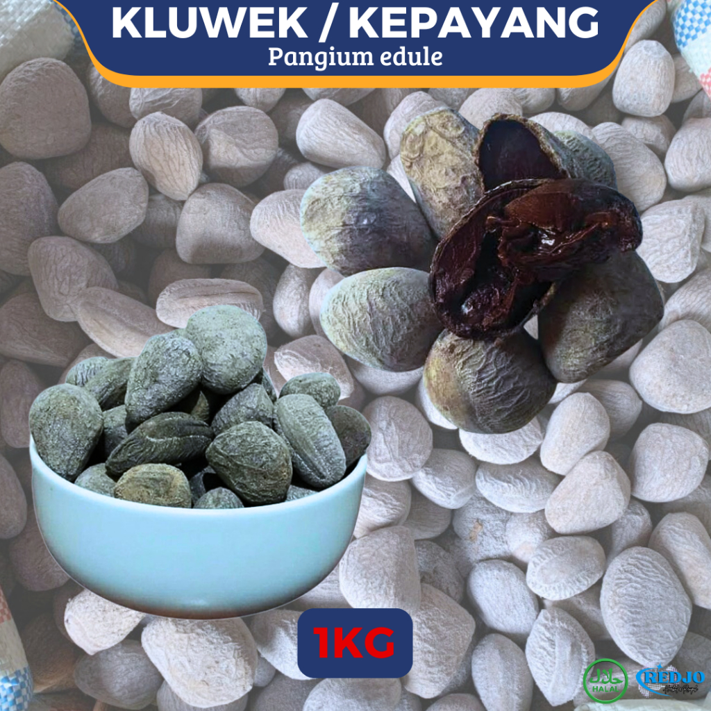 

Kluwek Kepayang Pucung Kluwak Keluak Tua premium Bagus Untuk Bumbu Dapur Rawon 1KG Umpan pancing