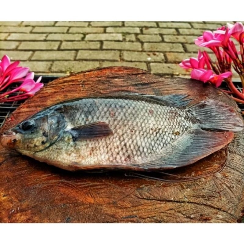 

KIRIM INSTAN IKAN GURAME SEGAR