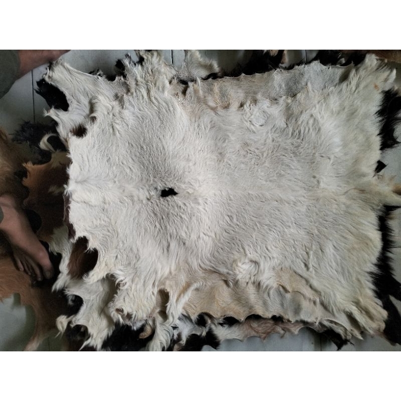kulit kambing olahan kimia sudah kering dan kaku 80c70