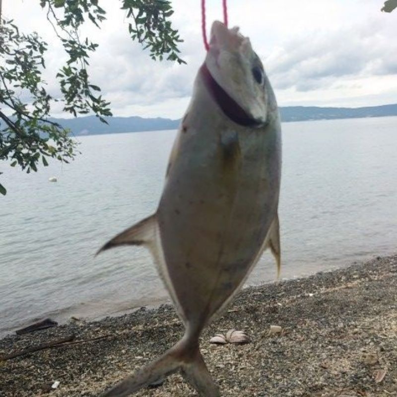 

Ikan Bobara Asli Dan Baru