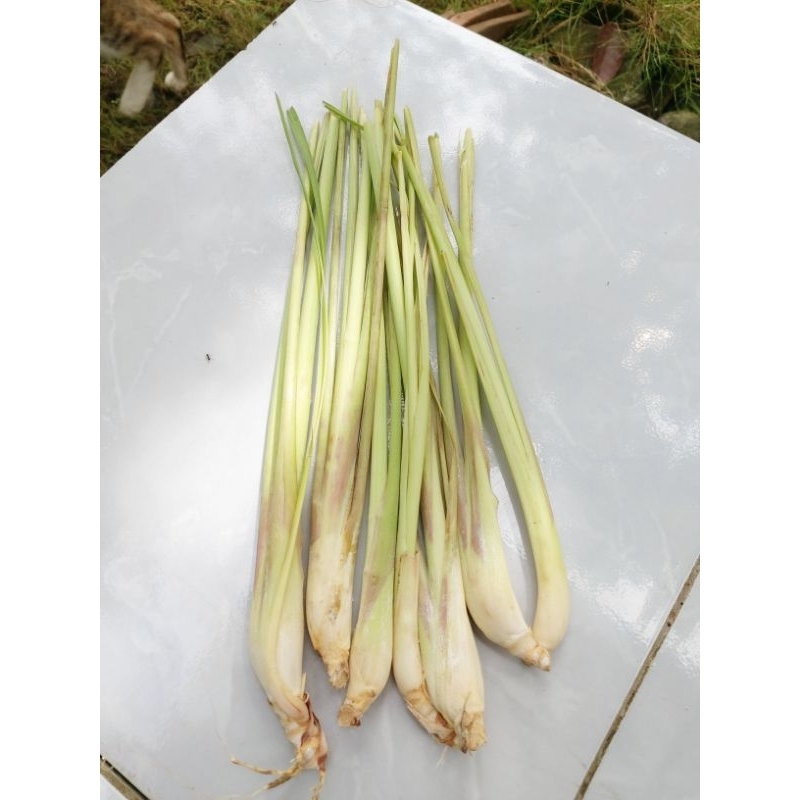 

SEREH WANGI UNTUK MASAK FRESH 1KG