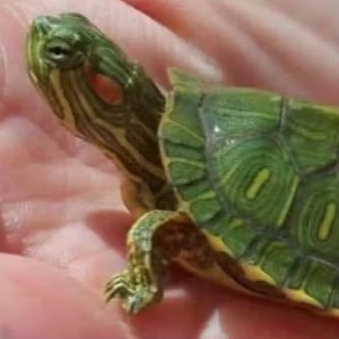 

Stiker kura kura res brazil