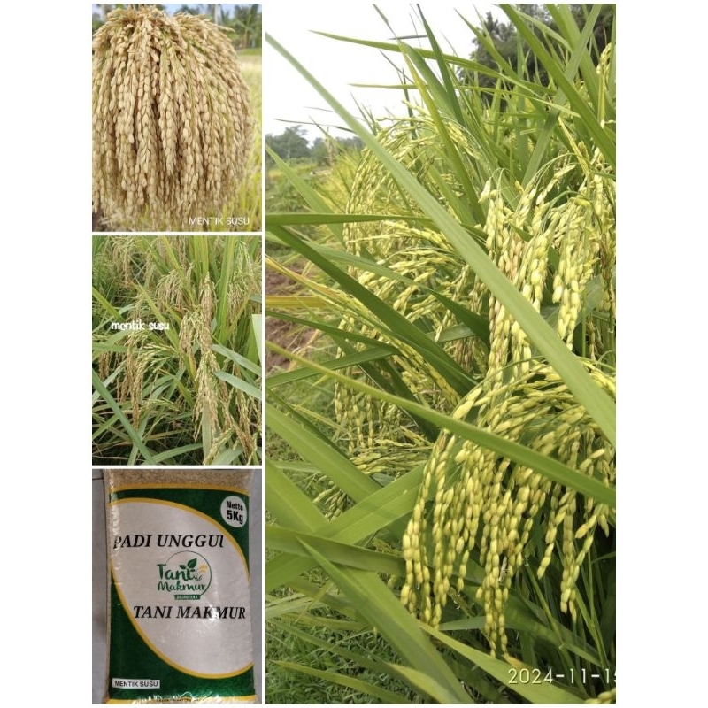Benih padi mentik wangi susu, bibit padi mentik susu kemasan 5kg