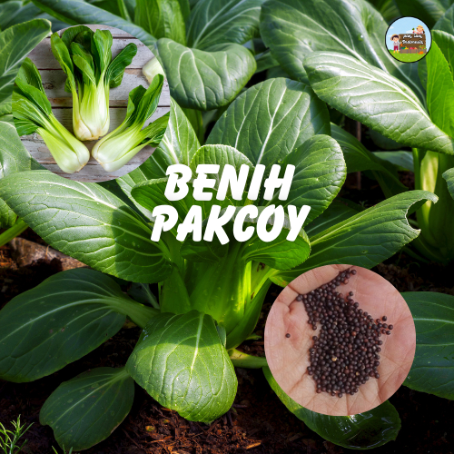 BENIH PAKCOY - Aneka Bibit Sayur Sayuran Paket Lengkap Varian Unggulan Macam Macam Benih Sayuran Rum
