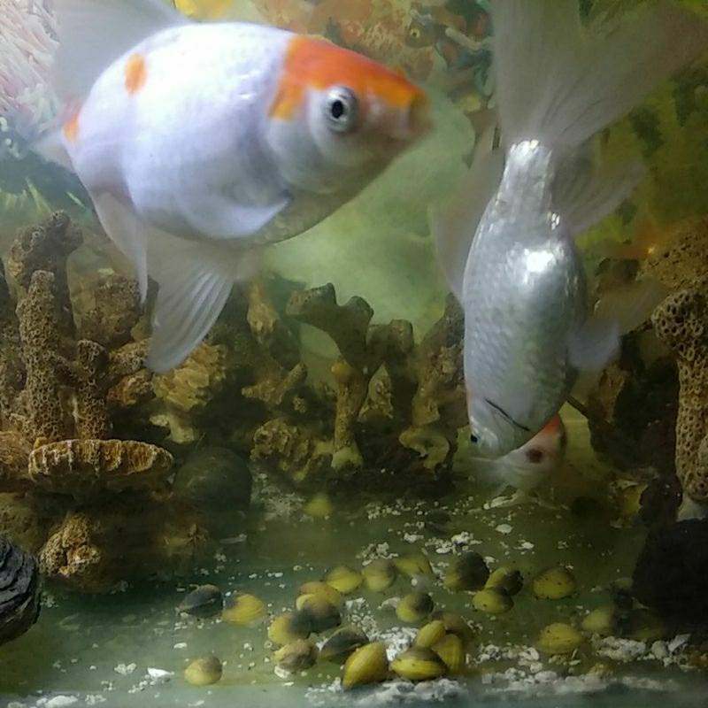 

remis/haremis/kerang kuning 10 biji (untuk aquascape/akuarium