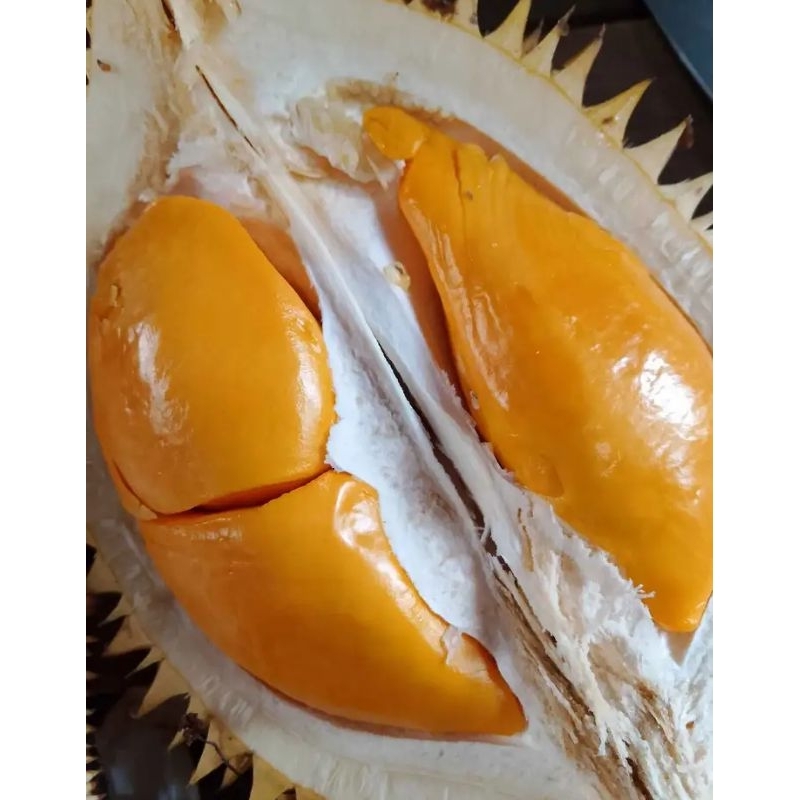 

BUAH EMPAKAN ATAU BUAH LAI MANIS KAPUAS HULU (BUAH SEJENIS DURIAN) STOK TERBATAS KARENA BANYAK PEMINAT