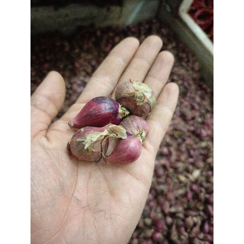 

Bawang merah brebes asli, bersih sudah sortir