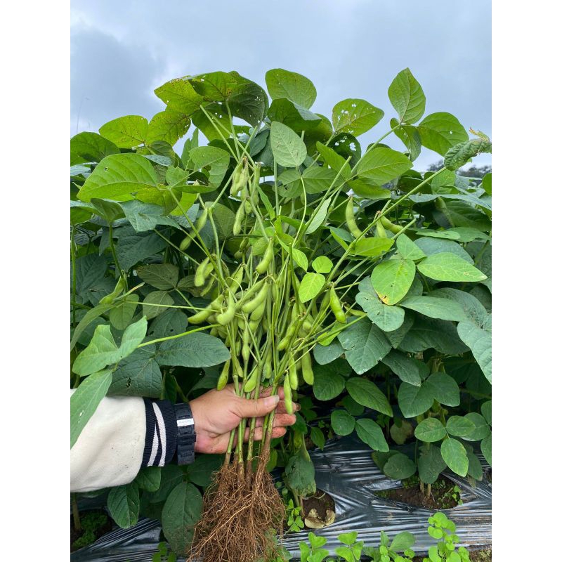 

Edamame Fresh Cipanas Puncak