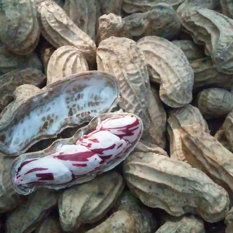 

HG PROMO Kacang Madu Lurik 1 KG