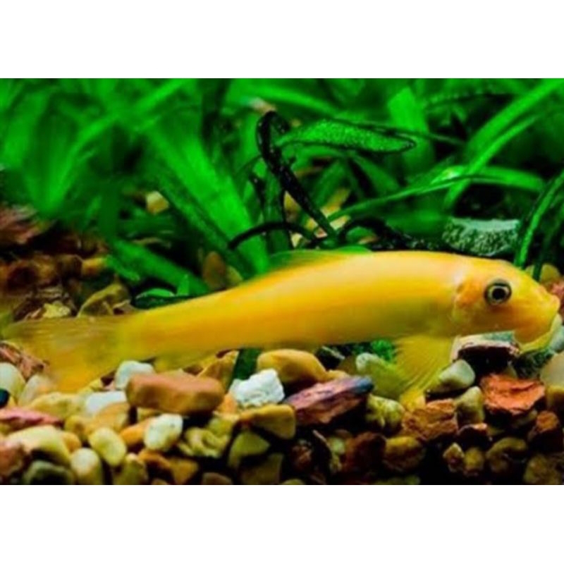 

cae albino pembersih alga