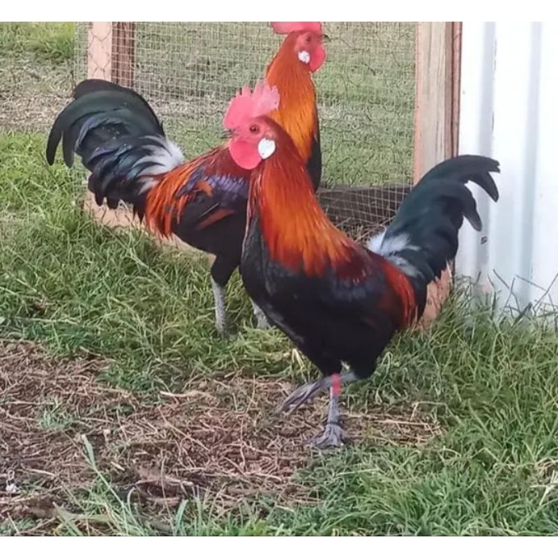 

telur fertil ayam hutan merah untuk di tetaskan