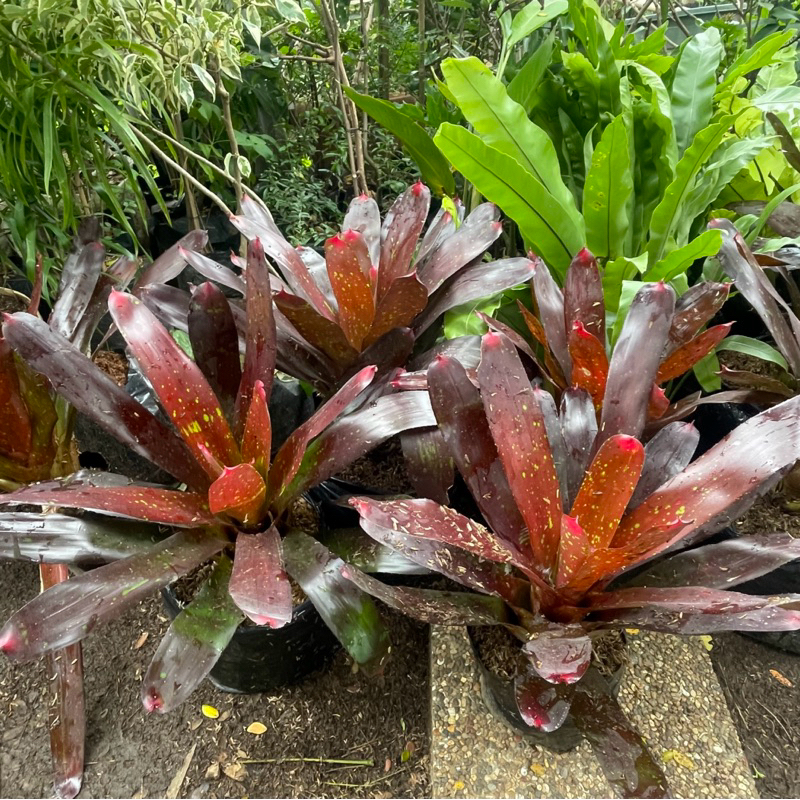 tanaman hias Bromelia mawar ukuran jumbo