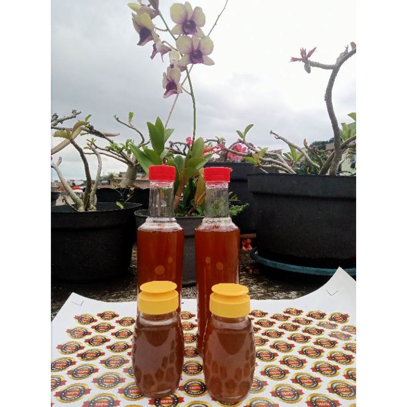 

madu murni hutan / Apis dorsata / odeng