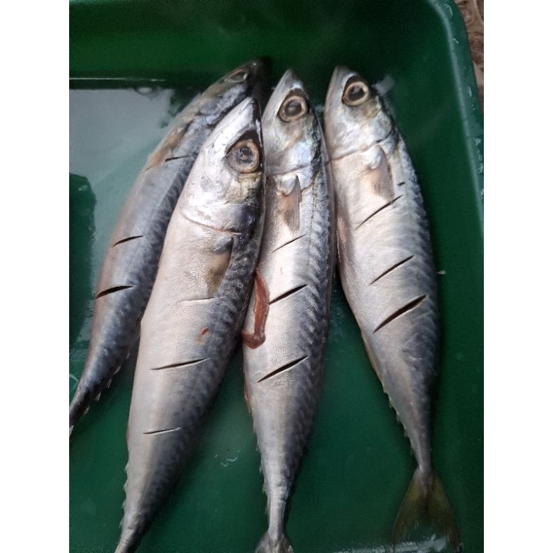 

IKAN KEMBUNG SEGAR 1/2 KG