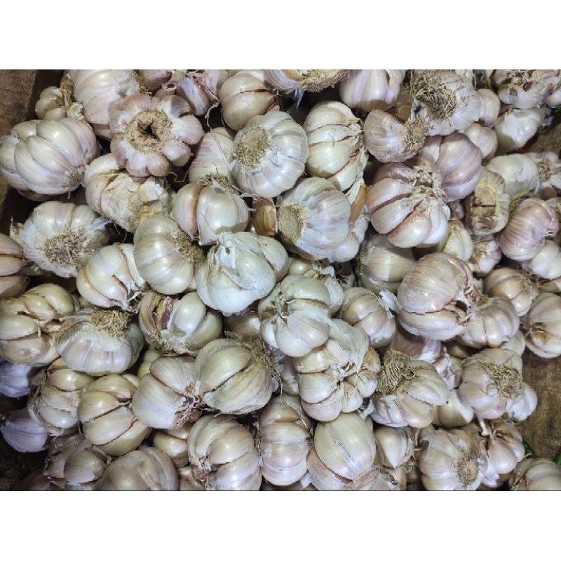 

bawang putih 100 gram