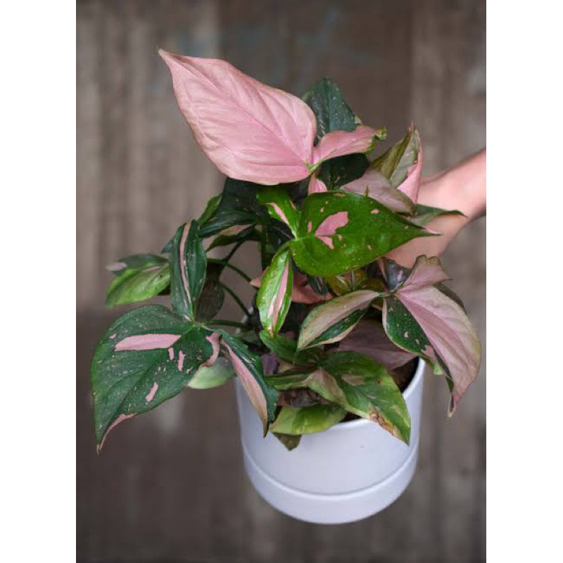 tanaman hias syngonium pink spals-tanaman hias syngonium varigata pink