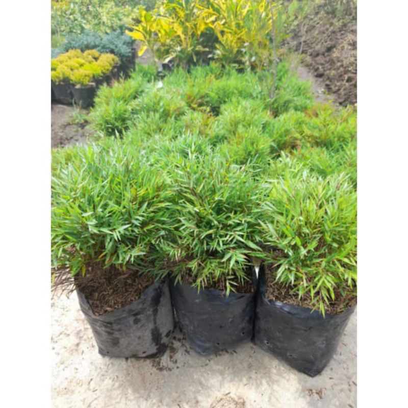 Tanaman Pohon Bambu Mini / Bambu Jepang Mikro super rimbun