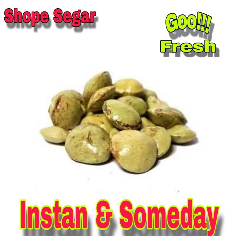 

Jengkol Muda Segar Baru Panen Jengkol Cangkang/Kupas