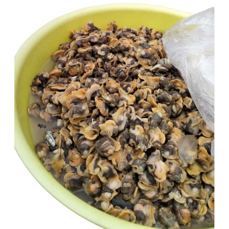 

kerang dara kupas segar fresh 250 gram