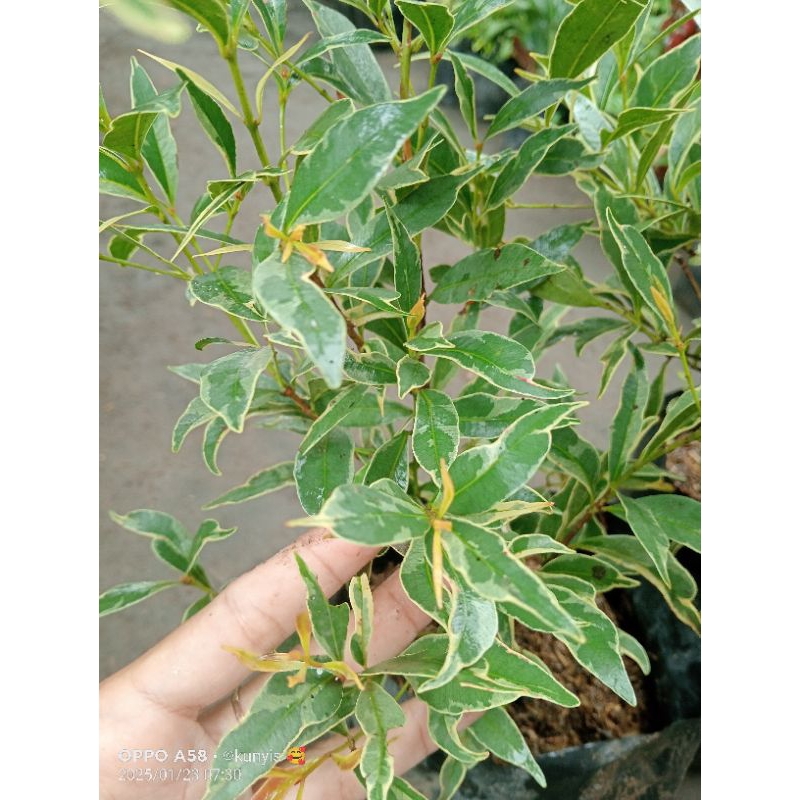 Tanaman Pucuk Varigata/Pucuk Merah Varigata Rimbun (BEST)