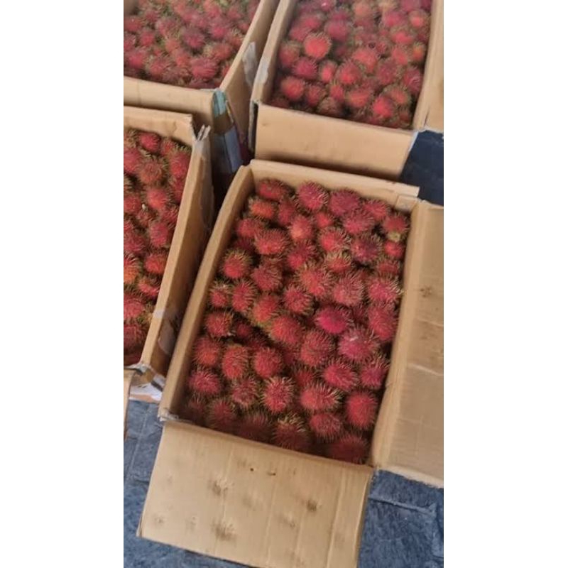 

Rambutan manis kalimantan pontianak 500gram/ buah rambutan kalimantan 500gram