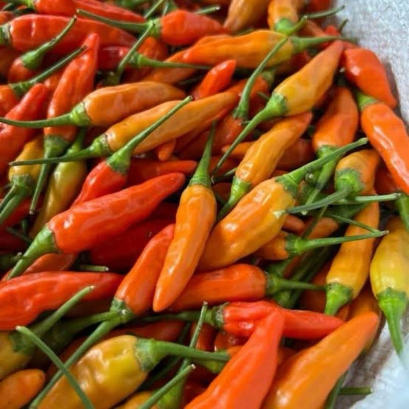 

Cabai Rawit Ori Super 1 Kg