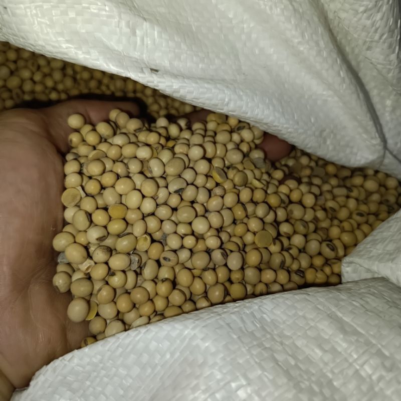 

kacang kedelai berkualitas 500 gram