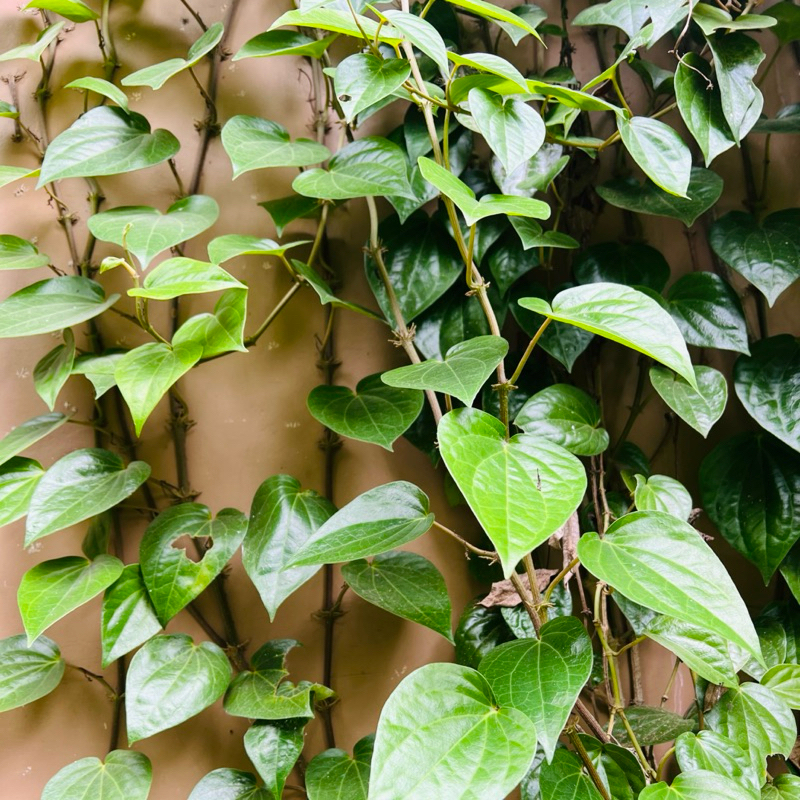 

(10 tangkai) Daun Sirih Hijau Segar Sirih Kering Bubuk Antiseptik Alami Kewanitaan Keputihan