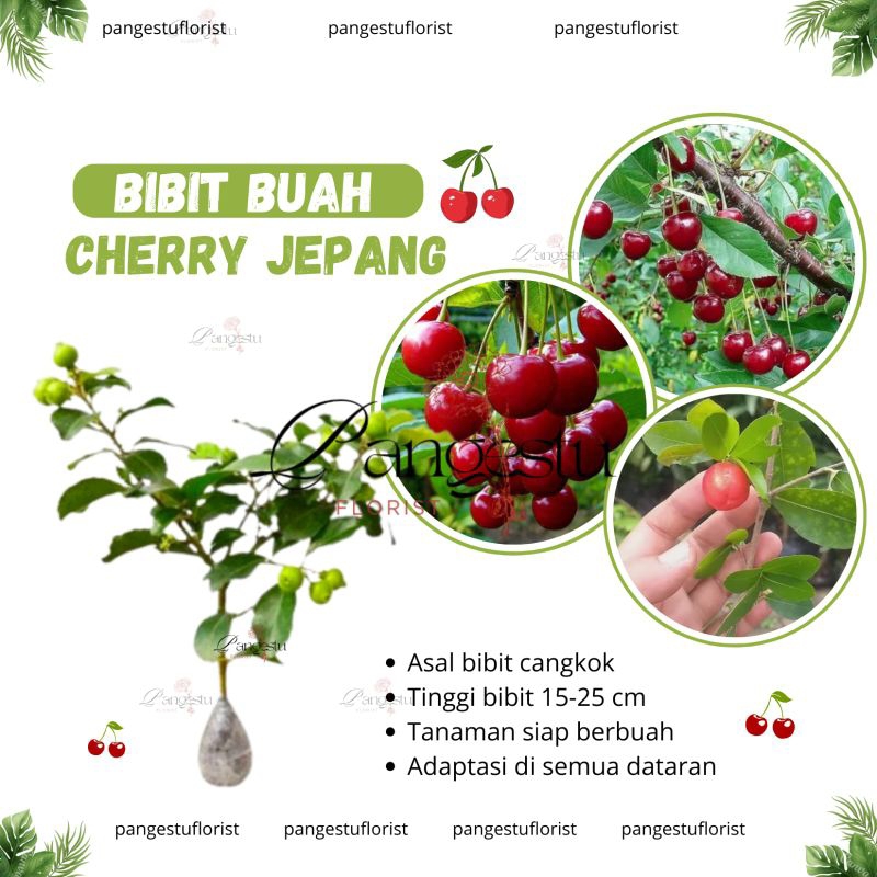 Bibit Tanaman Buah Cherry Jepang sudah berbuah