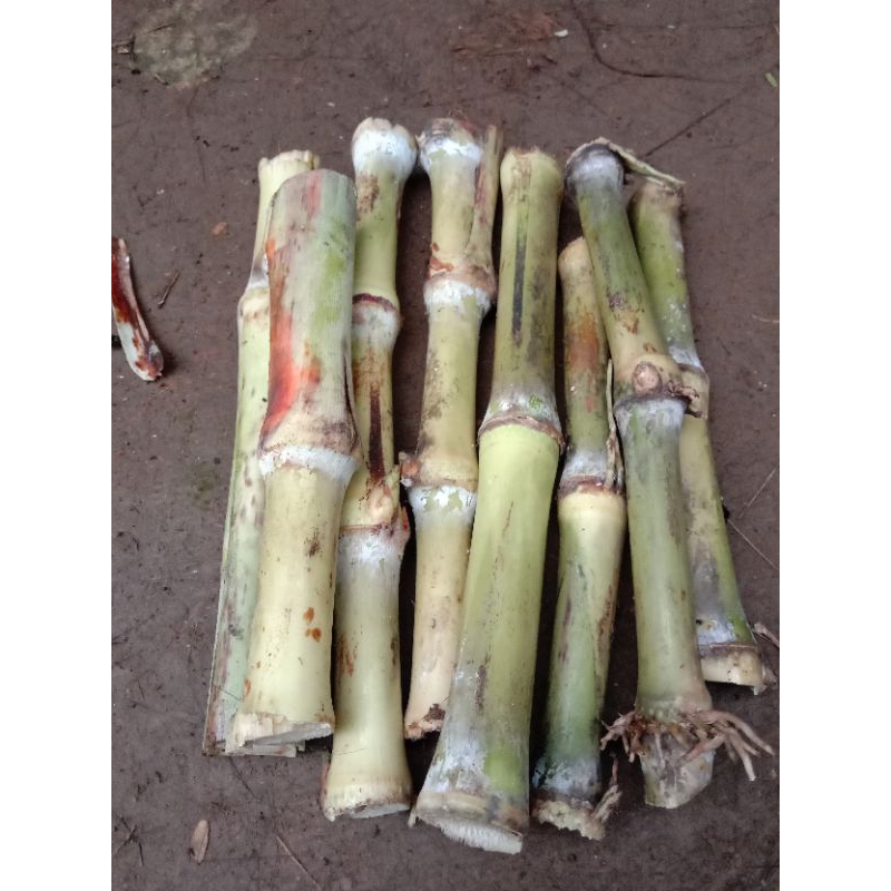 bibit stek tebu telor unggulan