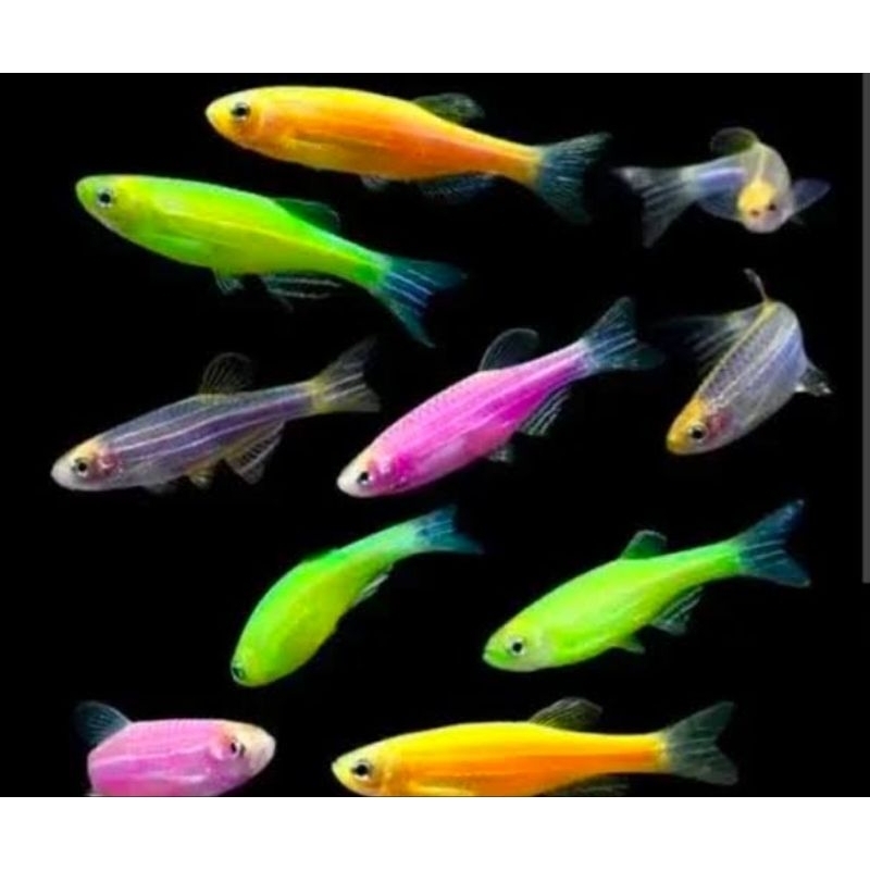 ikan zebra danio rerio pink purple green neon / ikan hias untuk aquascape [khusus kurir instan]