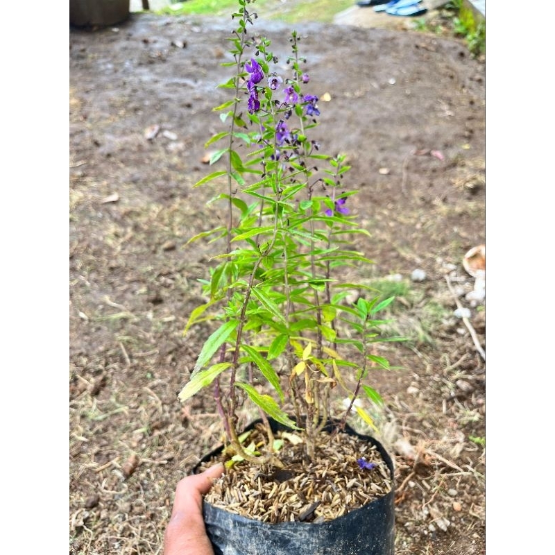 KEBUN RAYA- Tanaman Hias Lavender Ungu