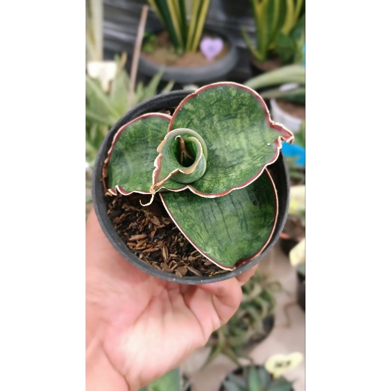 sansevieria daun tebal dragon wing
