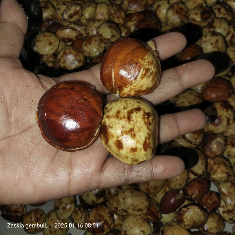 

jengkol lokal madiun