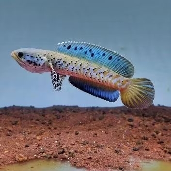 Stiker Channa Blue Pulchra 9-10cm