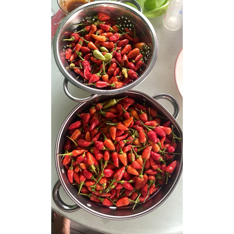 

CABE RAWIT JUMBO segar dari kebun sendiri 250 gram