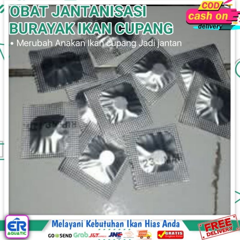 OBAT JANTANISASI BURAYAK IKAN CUPANG