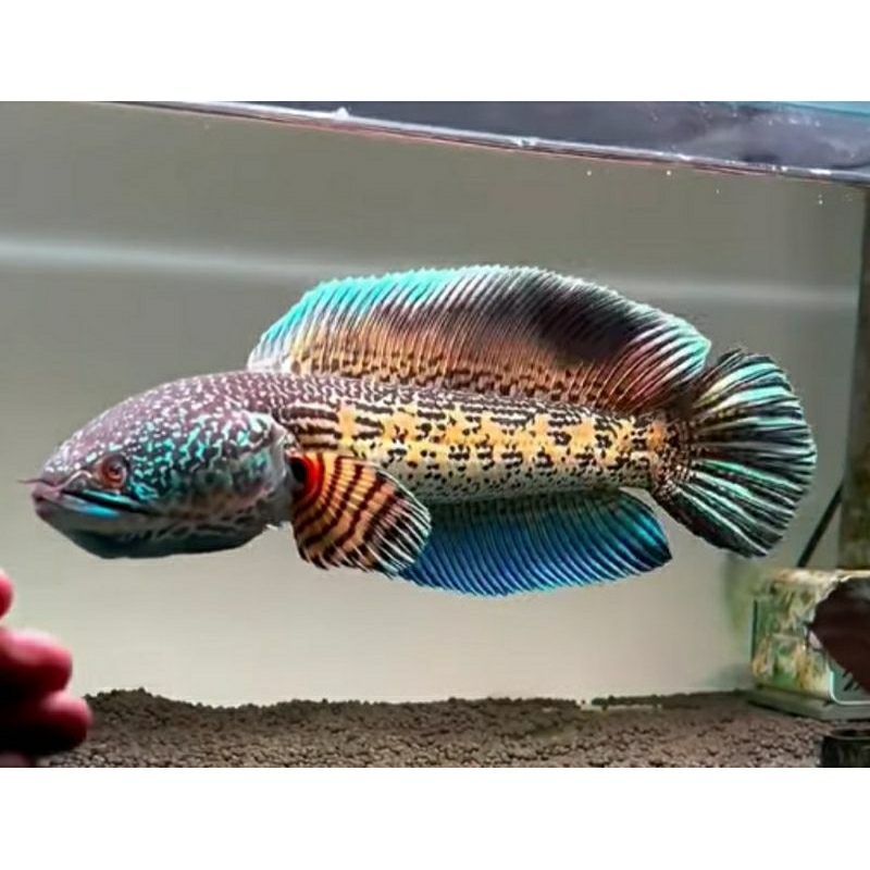 

Channa AURANTI MARCULATA baby