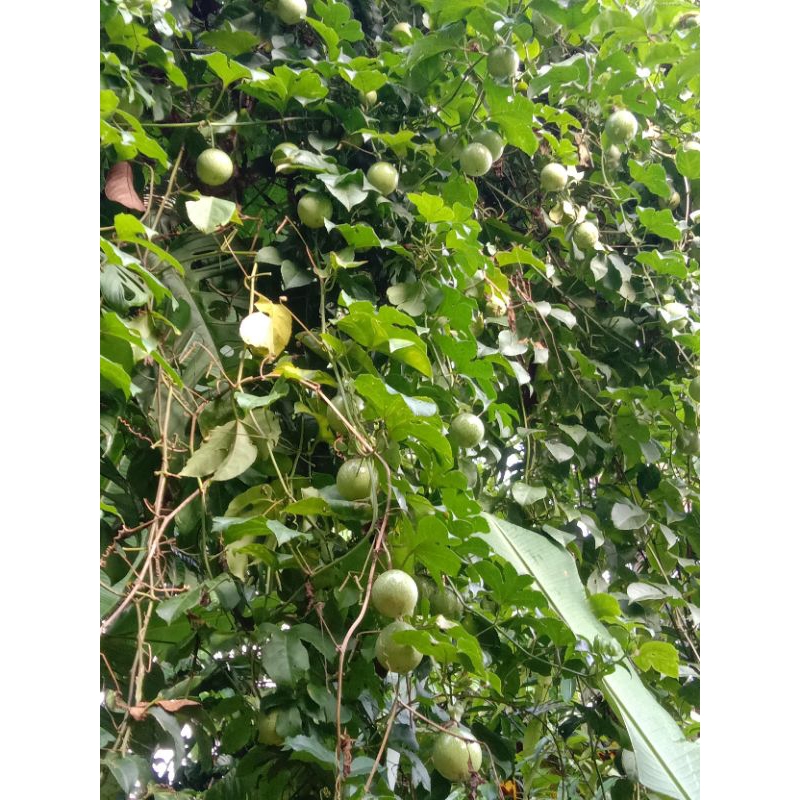 

buah markisa segarr asam