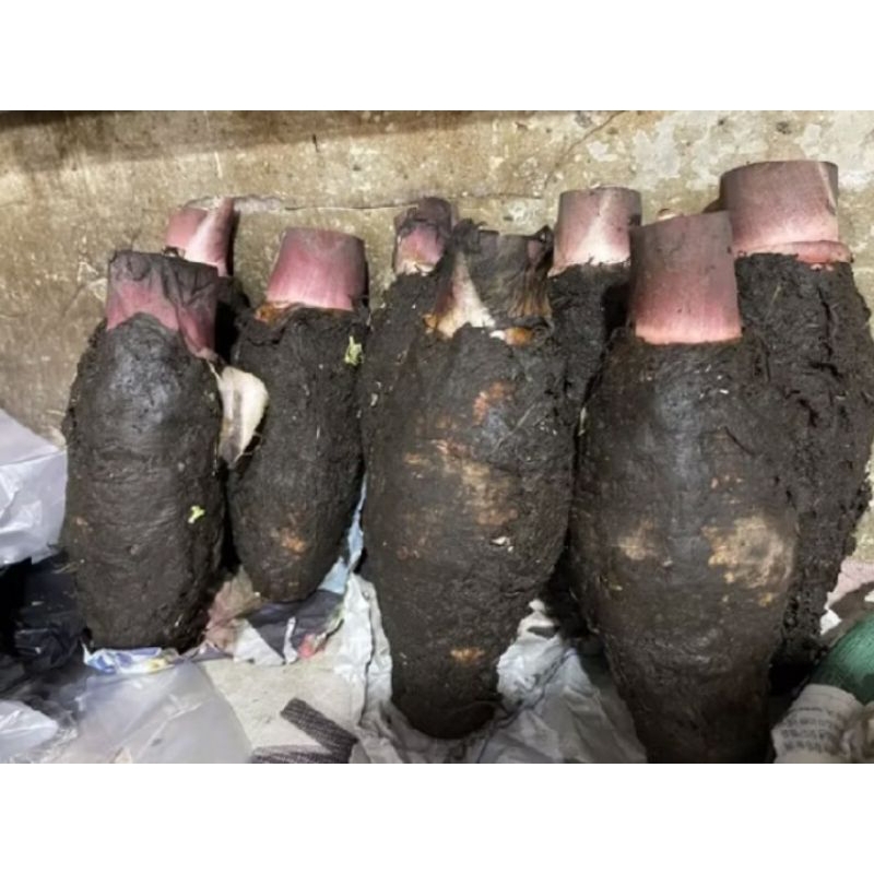 

TALAS PULEN PONTIANAK/TALAS KALIMATAN/PULEN ENAK DAN DI JAMIN
