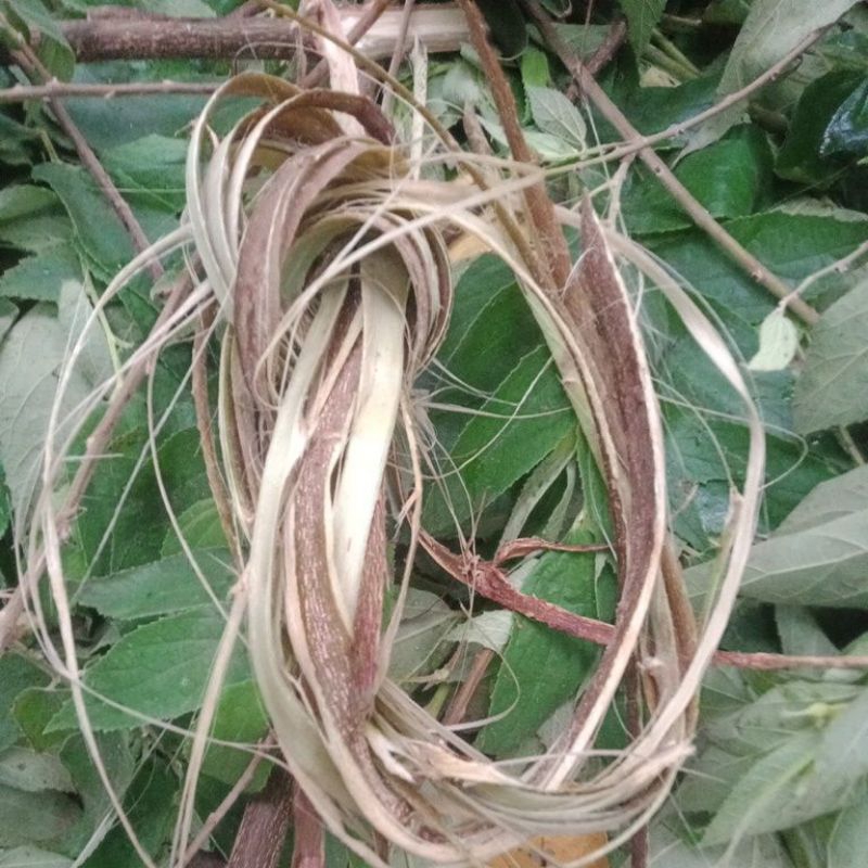 

kulit batang kayu kersen kg talok muntingia calabura