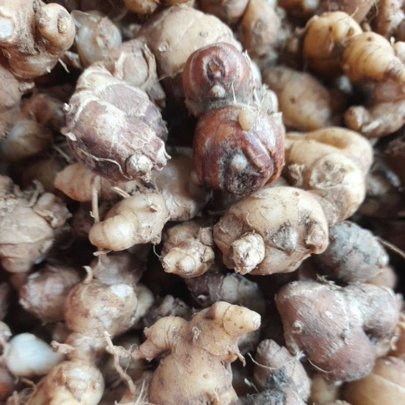 

Kencur/cikur masih fresh 1kg