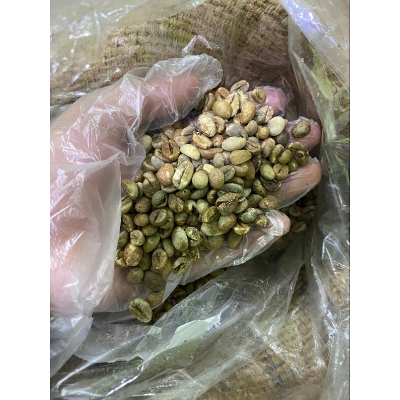 

Green Bean / Kopi Robusta kualitas Ekspor Grade 3 asal Lampung