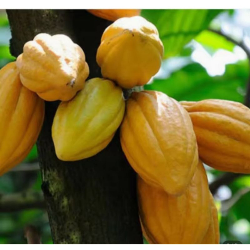 

Ready stock buah kakao atau buah Coklat matang segar per butir