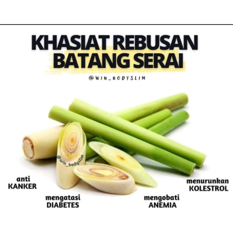 

tanaman batang sereh