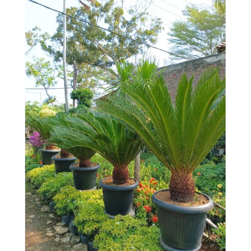Tanaman Hias Palem Sikas - Pohon palem sikas
